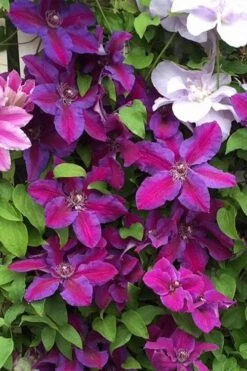 Mrs. Norman Thompson Clematis - 1 Gallon Pot 16 Mrs. Norman Thompson Clematis - 1 Gallon Pot -Garden Plants clematis mrs norman thompson 25