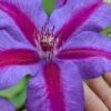 Mrs. Norman Thompson Clematis - 1 Gallon Pot -Garden Plants clematis mrs norman thompson 26