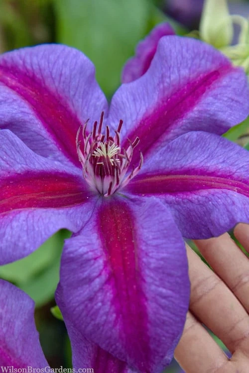 Mrs. Norman Thompson Clematis - 1 Gallon Pot 3 Mrs. Norman Thompson Clematis - 1 Gallon Pot