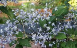 Mrs. Robert Brydon Clematis - 1 Gallon Pot -Garden Plants clematis mrs robert brydon 11