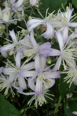 Mrs. Robert Brydon Clematis - 1 Gallon Pot -Garden Plants clematis mrs robert brydon 3