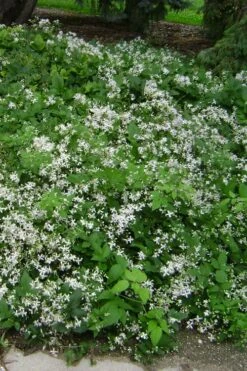 Mrs. Robert Brydon Clematis - 1 Gallon Pot -Garden Plants clematis mrs robert brydon 6