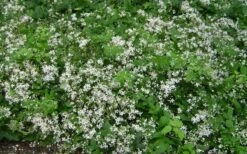Mrs. Robert Brydon Clematis - 1 Gallon Pot -Garden Plants clematis mrs robert brydon 7