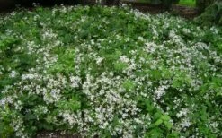 Mrs. Robert Brydon Clematis - 1 Gallon Pot -Garden Plants clematis mrs robert brydon 8