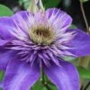 Multi Blue Clematis - 1 Gallon Pot