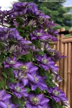 Multi Blue Clematis - 2 Gallon Pot -Garden Plants clematis multi blue 3 1