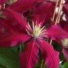 Niobe Clematis - 1 Gallon Pot 2 Niobe Clematis - 1 Gallon Pot -Garden Plants clematis niobe 4