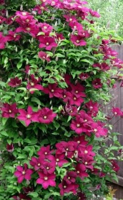 Niobe Clematis - 1 Gallon Pot -Garden Plants clematis niobe 5