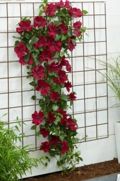 Nubia Clematis - 1 Gallon Pot -Garden Plants clematis nubia 1