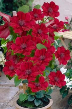 Nubia Clematis - 1 Gallon Pot -Garden Plants clematis nubia 3