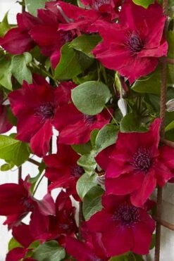 Nubia Clematis - 1 Gallon Pot -Garden Plants clematis nubia 4