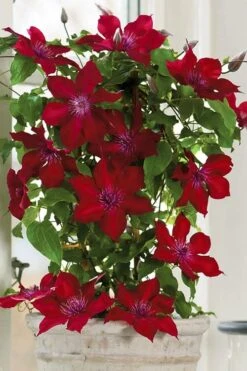 Nubia Clematis - 1 Gallon Pot -Garden Plants clematis nubia 5