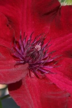 Nubia Clematis - 1 Gallon Pot -Garden Plants clematis nubia 6