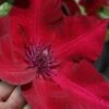 Nubia Clematis - 1 Gallon Pot 2 Nubia Clematis - 1 Gallon Pot -Garden Plants clematis nubia 7