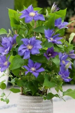 Olympia Clematis - 1 Gallon Pot 13 Olympia Clematis - 1 Gallon Pot -Garden Plants clematis olympia 1