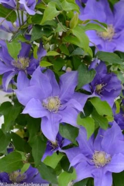 Olympia Clematis - 1 Gallon Pot 14 Olympia Clematis - 1 Gallon Pot -Garden Plants clematis olympia 2