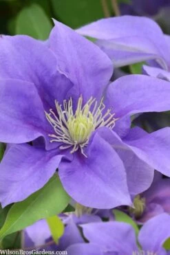 Olympia Clematis - 1 Gallon Pot 17 Olympia Clematis - 1 Gallon Pot -Garden Plants clematis olympia 5