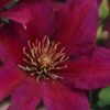 Picardy Clematis - 1 Gallon Pot