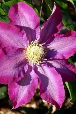 Pink Champagne Clematis - 1 Gallon Pot -Garden Plants clematis pink champagne 2