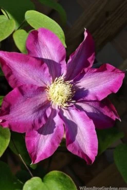 Pink Champagne Clematis - 1 Gallon Pot -Garden Plants clematis pink champagne