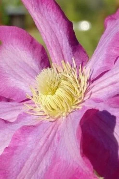 Pink Champagne Clematis - 1 Gallon Pot -Garden Plants clematis pink champagne 6
