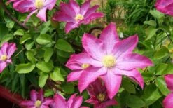 Pink Champagne Clematis - 1 Gallon Pot -Garden Plants clematis pink champagne 8