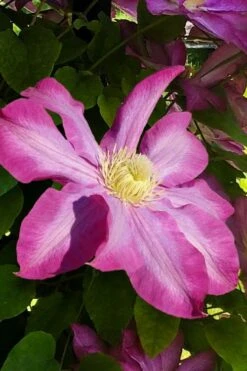 Pink Champagne Clematis - 1 Gallon Pot -Garden Plants clematis pink champagne 9