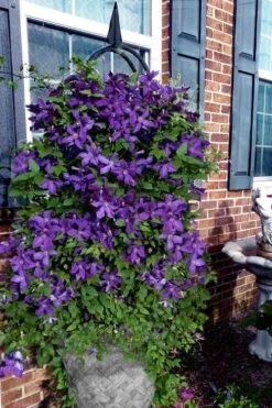 Polish Spirit Clematis - 1 Gallon Pot -Garden Plants clematis polish spirit 10