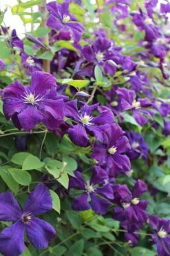 Polish Spirit Clematis - 1 Gallon Pot -Garden Plants clematis polish spirit 6