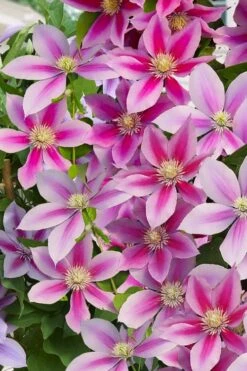 Poseidon Clematis - 1 Gallon Pot 12 Poseidon Clematis - 1 Gallon Pot -Garden Plants clematis poseidon 11