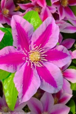 Poseidon Clematis - 1 Gallon Pot 13 Poseidon Clematis - 1 Gallon Pot -Garden Plants clematis poseidon 12