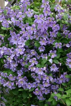 Prince Charles Clematis - 1 Gallon Pot 14 Prince Charles Clematis - 1 Gallon Pot -Garden Plants clematis prince charles 1