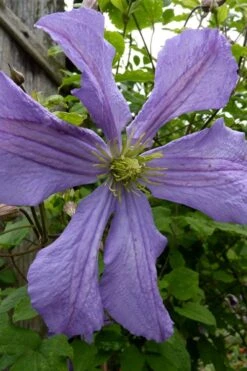 Prince Charles Clematis - 1 Gallon Pot 12 Prince Charles Clematis - 1 Gallon Pot -Garden Plants clematis prince charles 4