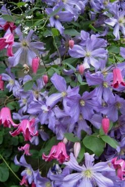 Prince Charles Clematis - 1 Gallon Pot 15 Prince Charles Clematis - 1 Gallon Pot -Garden Plants clematis prince charles 6