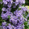 Prince Charles Clematis - 1 Gallon Pot