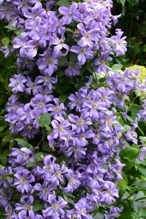 Prince Charles Clematis - 1 Gallon Pot 3 Prince Charles Clematis - 1 Gallon Pot