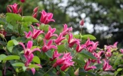 Princess Diana Clematis - 1 Gallon Pot 17 Princess Diana Clematis - 1 Gallon Pot -Garden Plants clematis princess diana 1