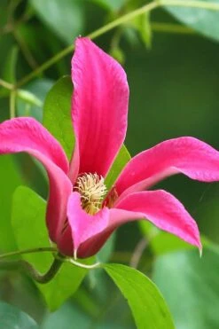 Princess Diana Clematis - 1 Gallon Pot 16 Princess Diana Clematis - 1 Gallon Pot -Garden Plants clematis princess diana 3