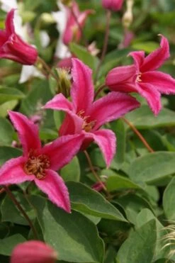 Princess Diana Clematis - 1 Gallon Pot 15 Princess Diana Clematis - 1 Gallon Pot -Garden Plants clematis princess diana 4