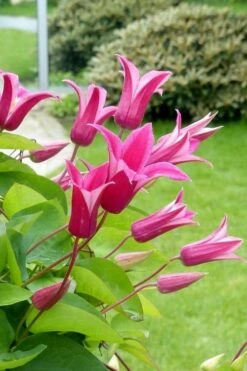 Princess Diana Clematis - 1 Gallon Pot 13 Princess Diana Clematis - 1 Gallon Pot -Garden Plants clematis princess diana 5