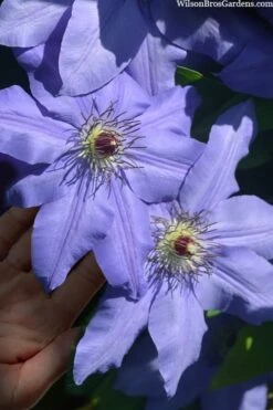Ramona Clematis - 1 Gallon Pot -Garden Plants clematis ramona 15