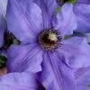 Ramona Clematis - 1 Gallon Pot