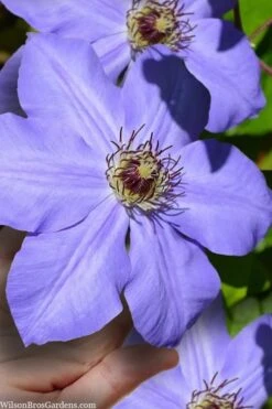 Ramona Clematis - 1 Gallon Pot -Garden Plants clematis ramona 9