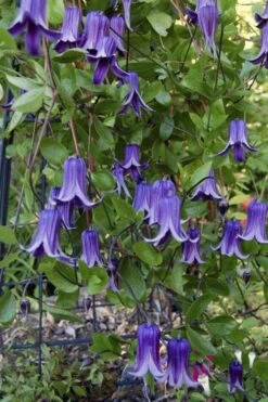 Roguchi Clematis - 1 Gallon Pot -Garden Plants clematis roguchi 11