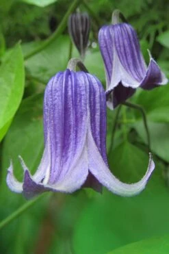 Roguchi Clematis - 1 Gallon Pot -Garden Plants clematis roguchi 6