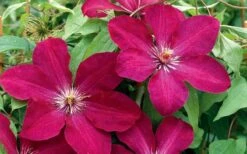 Rouge Cardinal Clematis - 1 Gallon Pot -Garden Plants clematis rouge cardinal 2