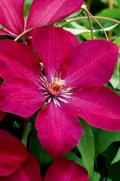 Rouge Cardinal Clematis - 1 Gallon Pot -Garden Plants clematis rouge cardinal 3
