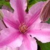 Sally Clematis - 1 Gallon Pot -Garden Plants clematis sally 21