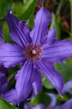Sapphire Indigo Clematis - 1 Gallon Pot -Garden Plants clematis sapphire indigo 1 1