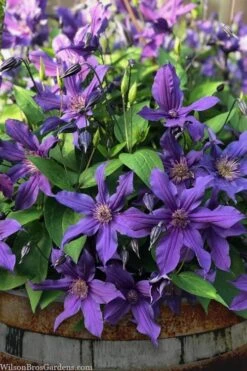 Sapphire Indigo Clematis - 1 Gallon Pot -Garden Plants clematis sapphire indigo 4 1